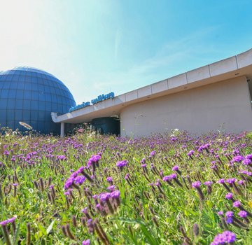 Man blickt über eine blühende Wiese von außen auf das Planetarium Wolfsburg (Bildrechte: CC-BY- © WMG Wolfsburg / Tim Schulze)