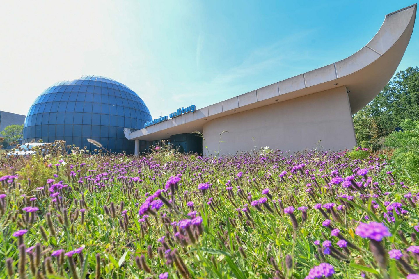 Man blickt über eine blühende Wiese von außen auf das Planetarium Wolfsburg