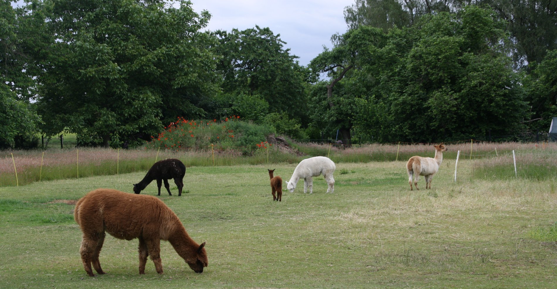 Mehrere Alpakas stehen auf einer Wiese.