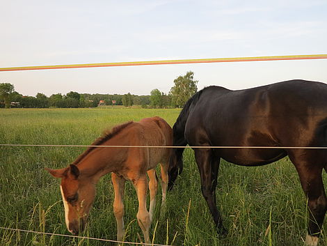Zwei Pferde stehen auf einer Weide und fressen Gras.