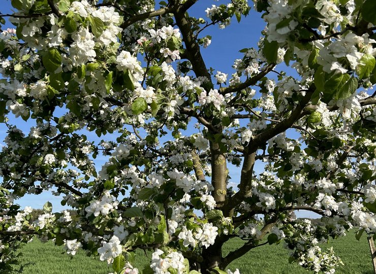 Eine Streuobstwiese bietet meistens alte und regionale Sorten zum selber pflücken.