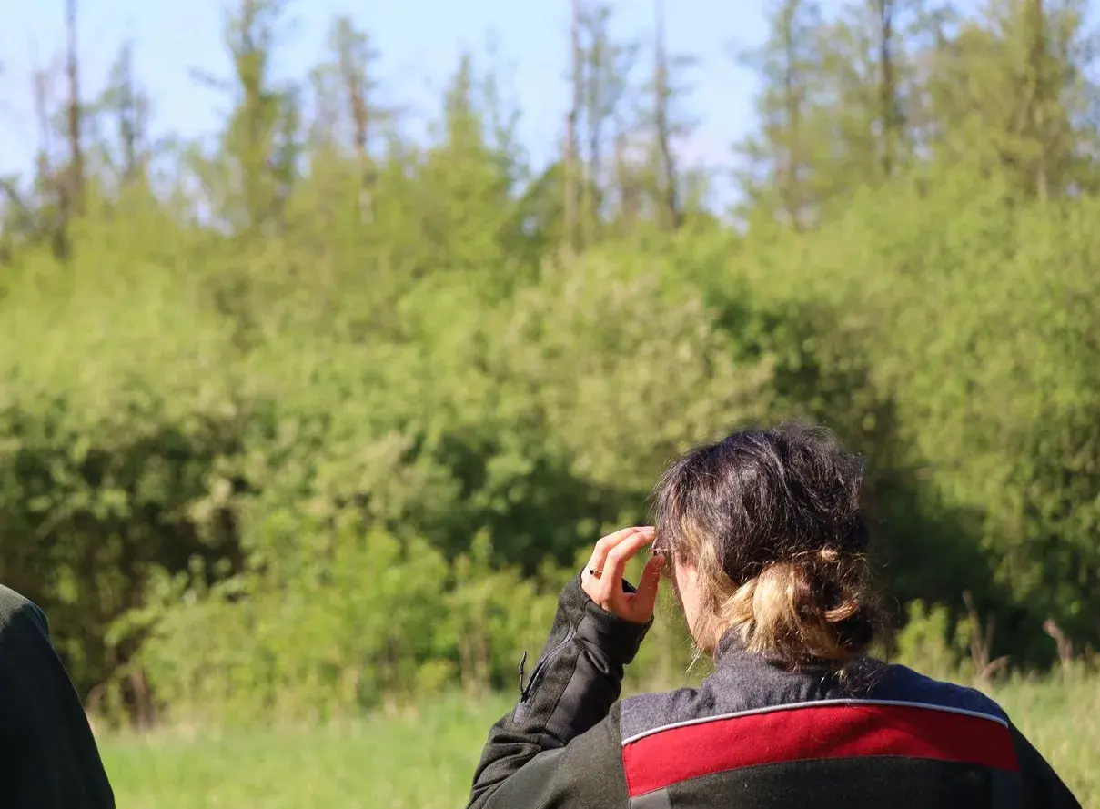Flächen im Wandel. Ältere Kiefern sterben zu Teil ab, dazwischen wachsen gepflanzte Eichen.