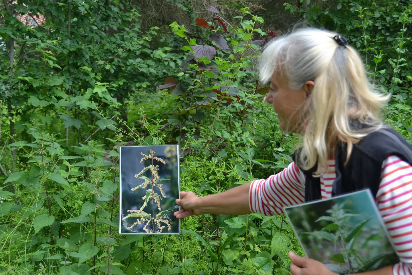 Eine Frau hält ein Brennnessel-Bild neben die Pflanze.