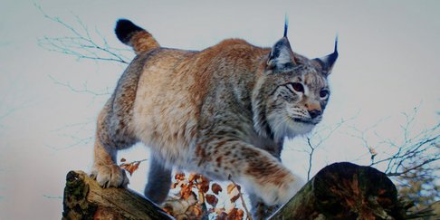 221116_foto_luchsprojekt_luchs_klettert_nationalpark_harzunternehmen_web