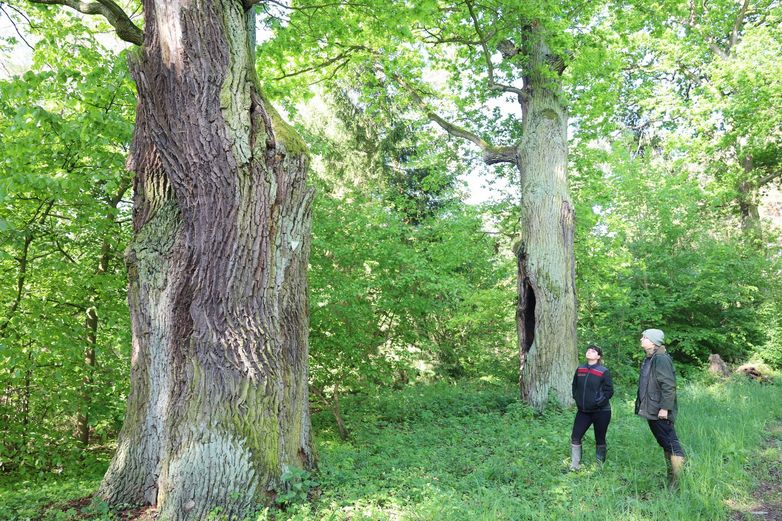 Die dicken Eichen im Barnbruch sind besonders geschützt.