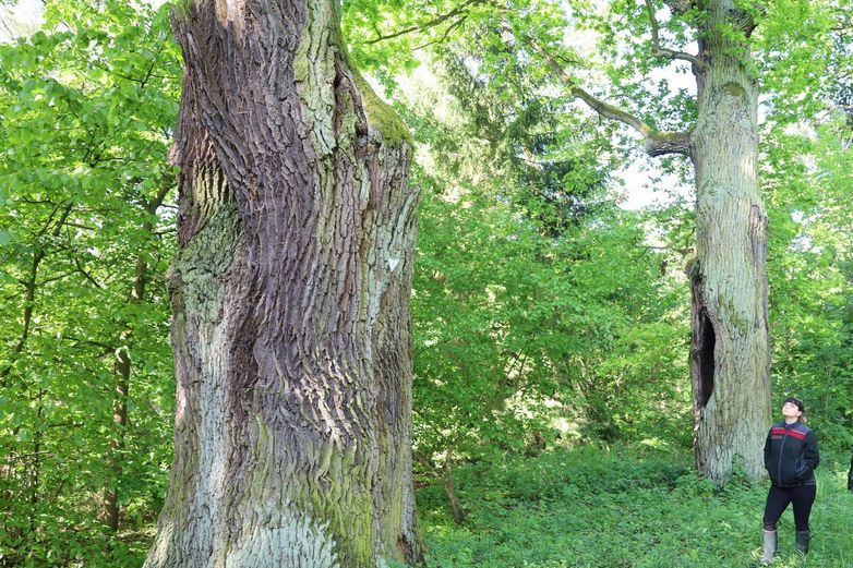 Die dicken Eichen im Barnbruch sind besonders geschützt.