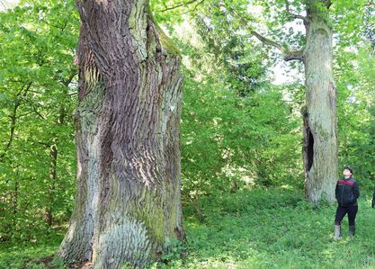 Die dicken Eichen im Barnbruch sind besonders geschützt.