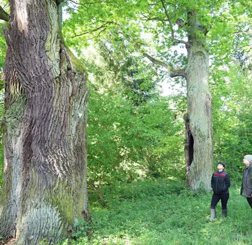 Die dicken Eichen im Barnbruch sind besonders geschützt. (Bildrechte: Dr. Verena Sohns)