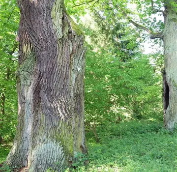 Die dicken Eichen im Barnbruch sind besonders geschützt. (Bildrechte: Dr. Verena Sohns)