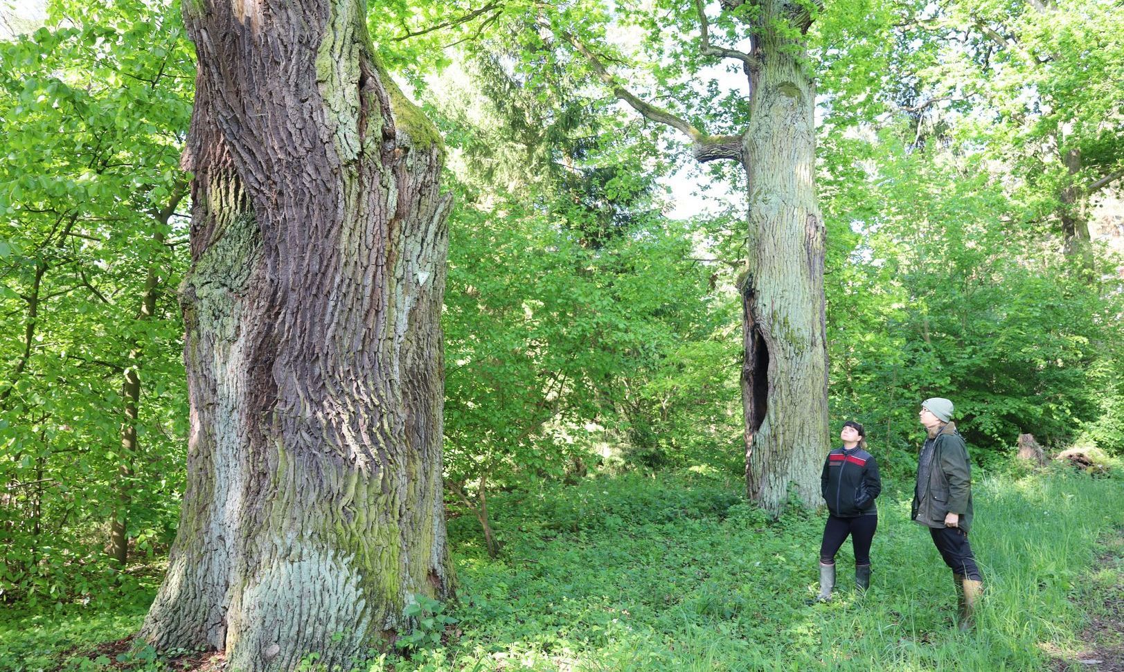 Die dicken Eichen im Barnbruch sind besonders geschützt.
