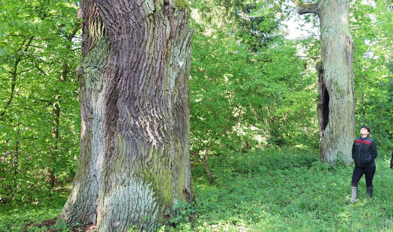 Die dicken Eichen im Barnbruch sind besonders geschützt.