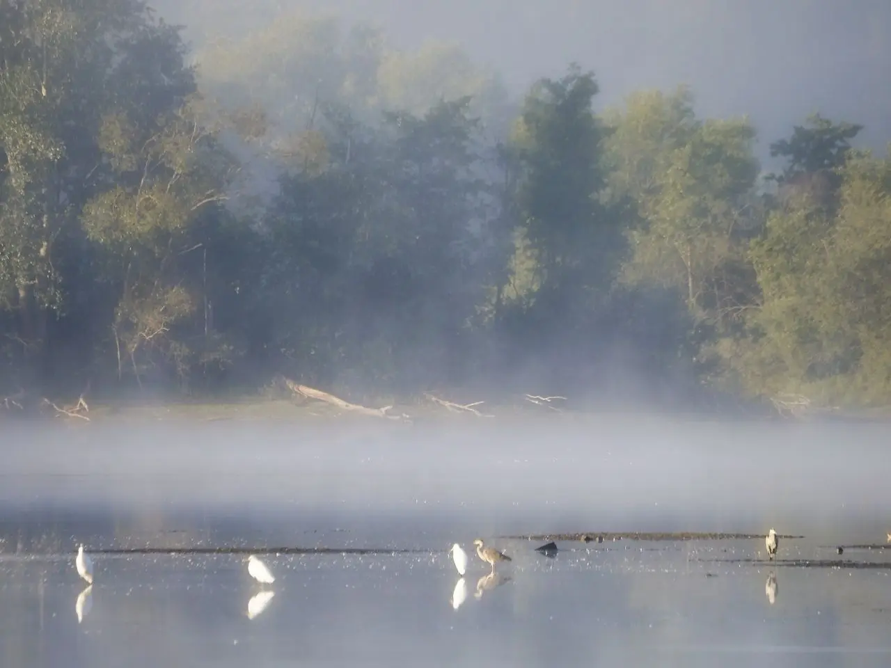 Ein See mit Nebel und Wasservögeln.