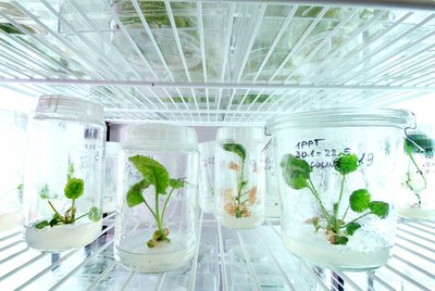 Labor des Julius Kuhn Instituts