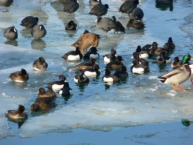 Ornithologie im Winter.