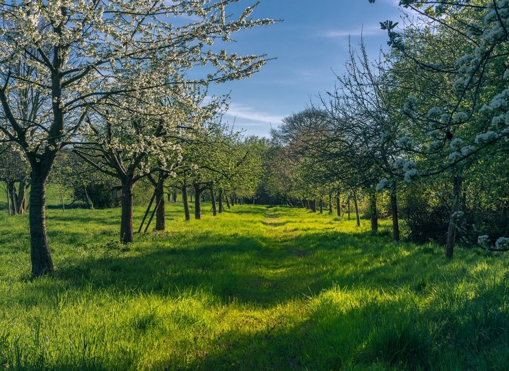 Streuobstwiesen sind ein Paradies zum selber pflücken.