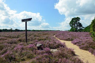 Man blickt auf den Wanderweg Heiliger Hain