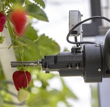 Roboter- Technologie: Ein Roboter-Greifarm pflückt eine Erdbeere. (Bildrechte: Christian Bierwagen)