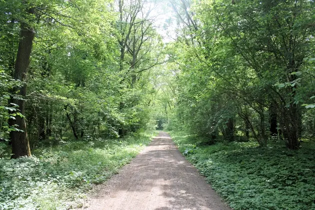 Ein Waldweg im Timmerlaher Busch.