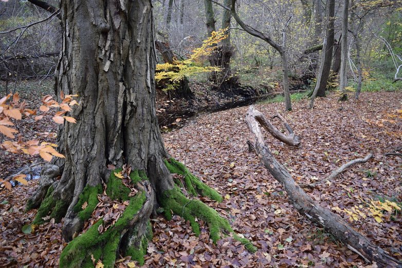 Verwunschene Wege durch den Wolfsburger Stadtwald