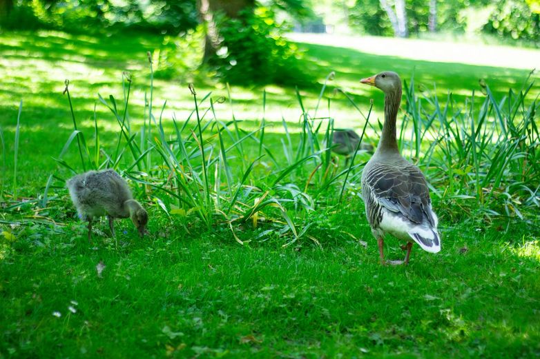 Unterwegs begegnet die Autorin nicht nur Menschen, sondern auch dieser süßen Gänsefamilie.