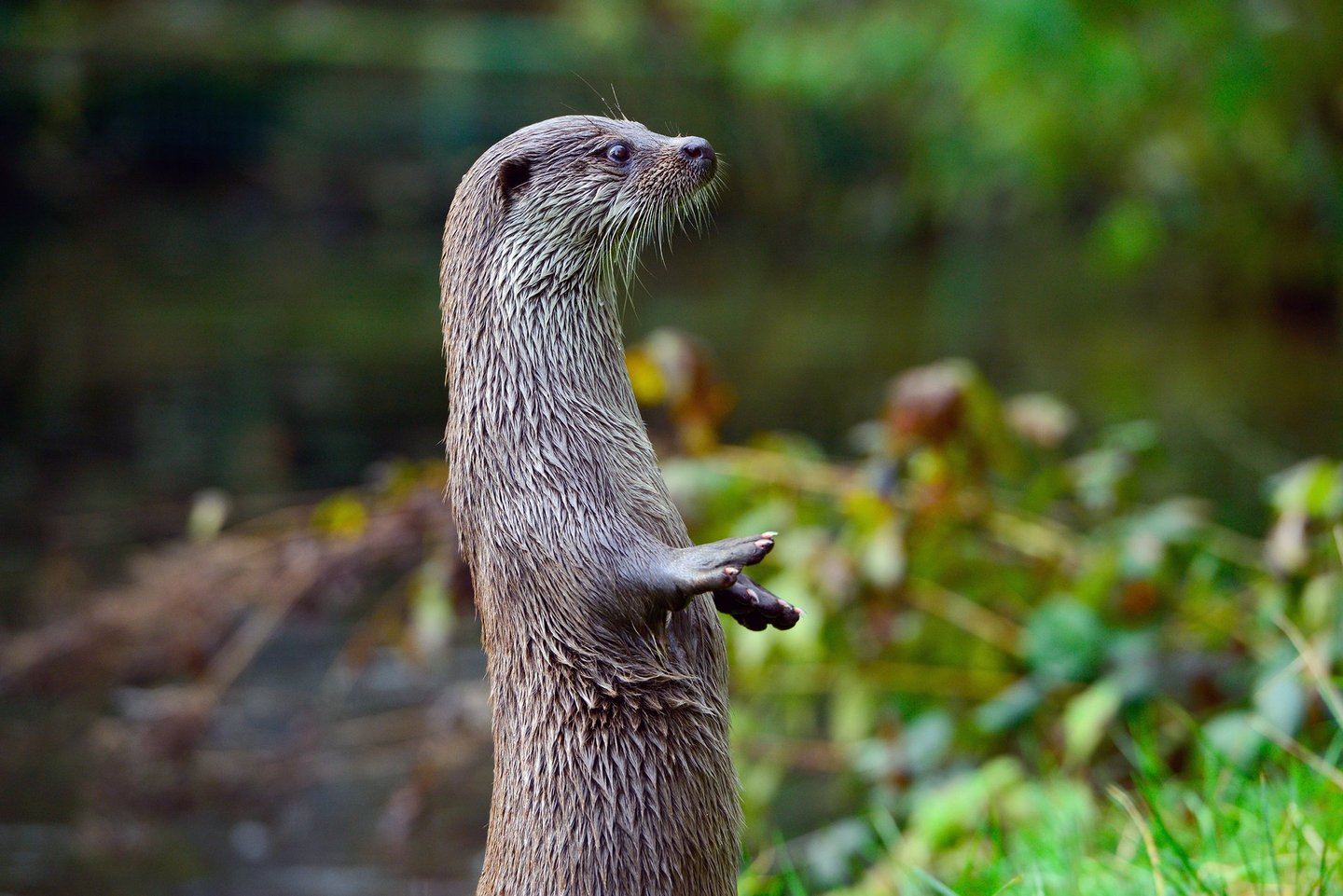 Man blickt auf einen, auf den Hinterläufen stehenden Otter