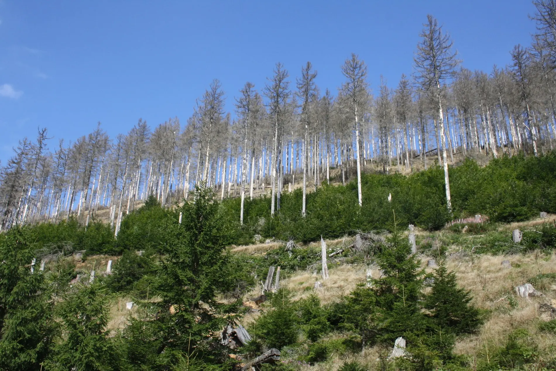 Abgestorbene Bäume an einem Waldhang.