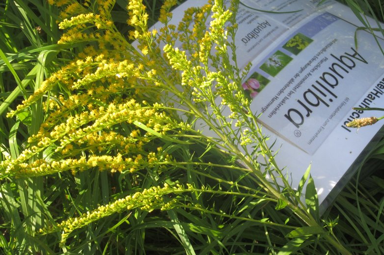 Kräuterwanderung Goldrute