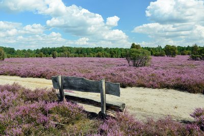 Man blickt auf die Rückseite einer Bank am Wanderweg Heiliger Hain