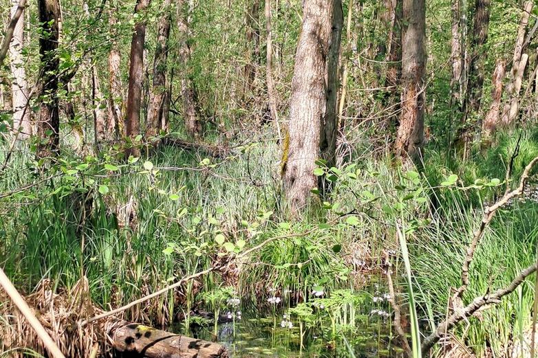 Erlenbruchwald mit hohem Wasserstand.