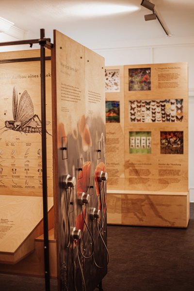 Blick in die Ausstellung „Facettenreiche Insekten“.