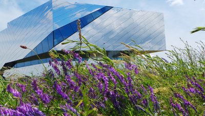 Das den blauen Himmel refletierende paläon inmitten lilafarbener Blumen. 