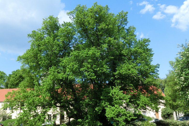 Die prächtige Sommerkrone der Kaiser-Lothar-Linde in Königslutter vor blauem Himmel.