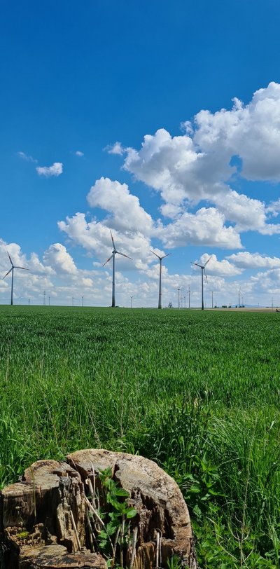 Man blickt über ein begrüntes Feld auf einige Windräder. Im Vordergrund sieht man einen Baumstumpf.