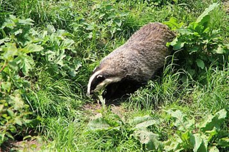 Ein Dachs auf einer Wiese