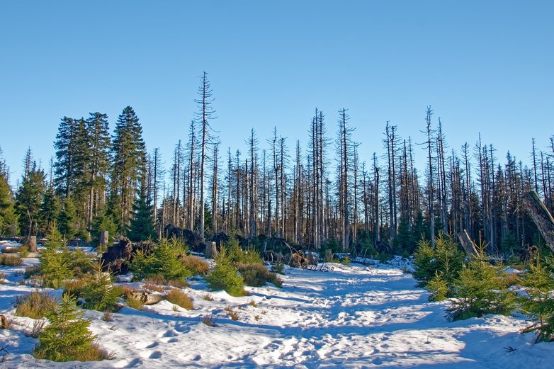 Kahle, vom Borkenkäfer befallene Bäume im winterlichen Harz.