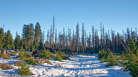Kahle, vom Borkenkäfer befallene Bäume im winterlichen Harz.
