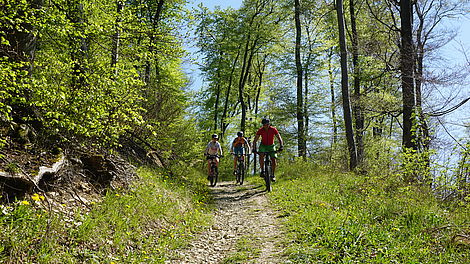 Mountainbiker auf einem Waldweg im Elm.