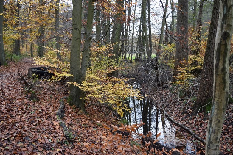 Im Wolfsburger Stadtwald