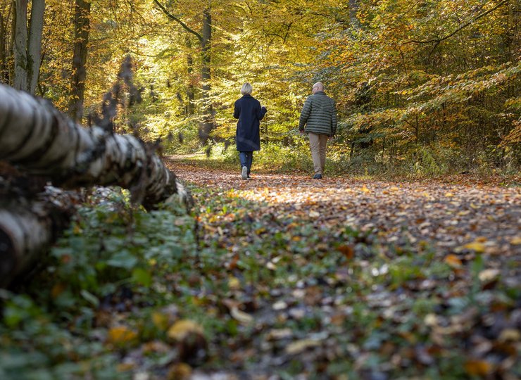 Ein Mann und eine Frau gehen in einem Wald spazieren.