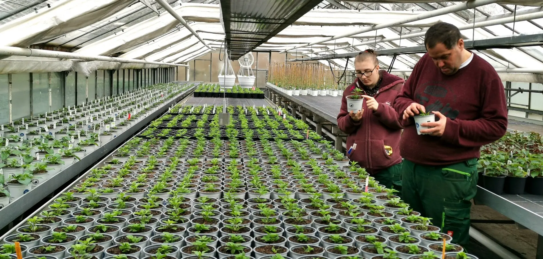 Kräuter und Jungpflanzen gedeihen dank liebevoller Betreuung. 