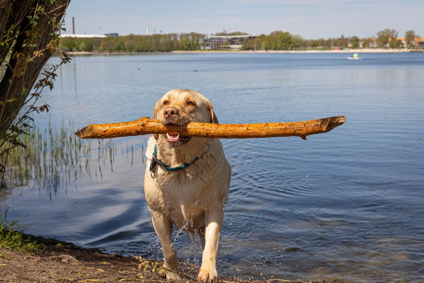 Man blickt auf einen HUnd, der einen Stock im Maul hat. Der Hund steht am Ufer des Allersees.
