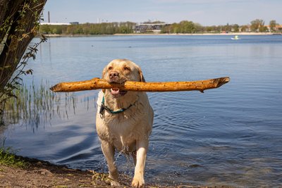 Man blickt auf einen HUnd, der einen Stock im Maul hat. Der Hund steht am Ufer des Allersees.