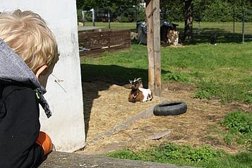 Ein Junge beobachtet eine Ziege auf dem Aktivspielplatz in Wolfsburg.