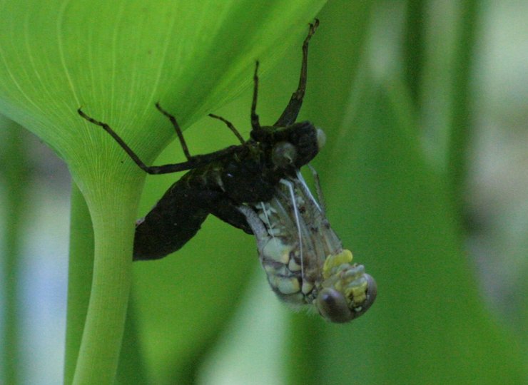 Eine Libelle auf der Unterseite eines Blattes.