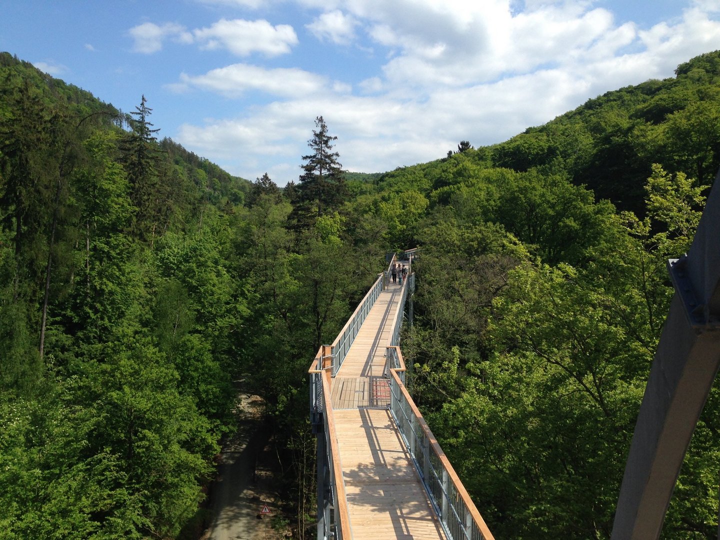 Fußgängerbrücke durch Baumwipfel in Harz