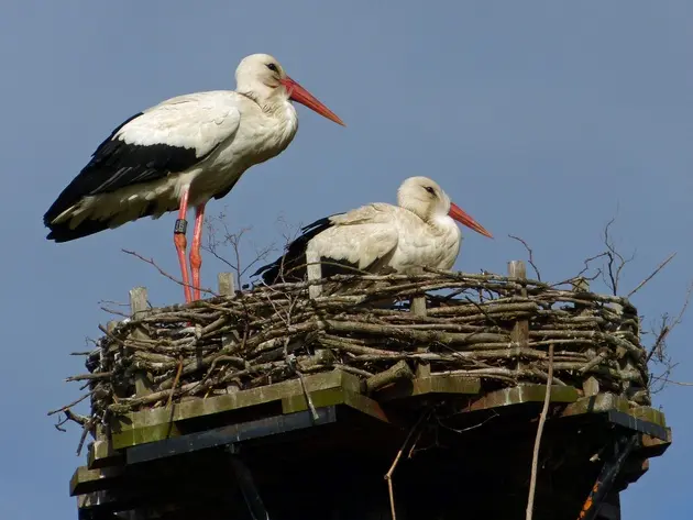 Ein Storch auf seinem Nest.