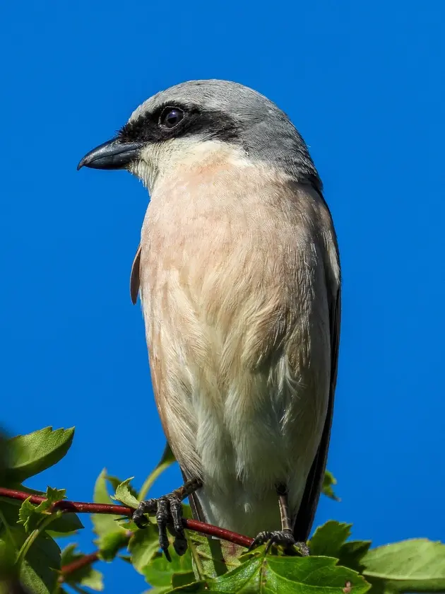 Ein schöner weißer Vogel.