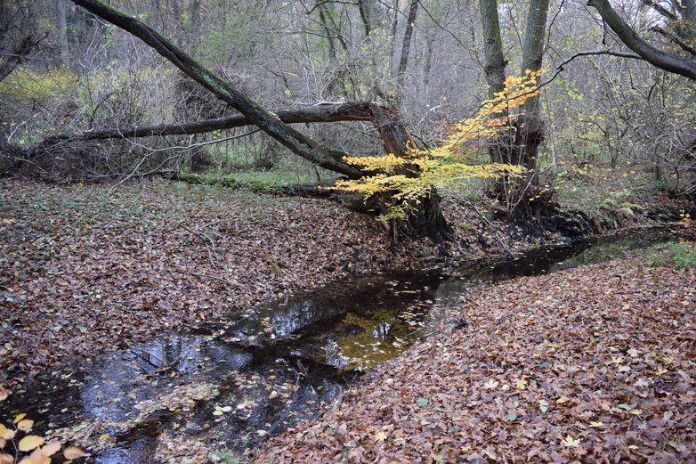 Der Hasselbach windet sich idyllisch durch den Wolfsburger Stadtwald.
