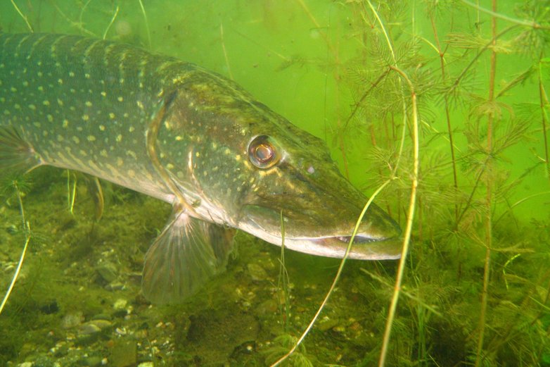 Ein Fisch unter Wasser.