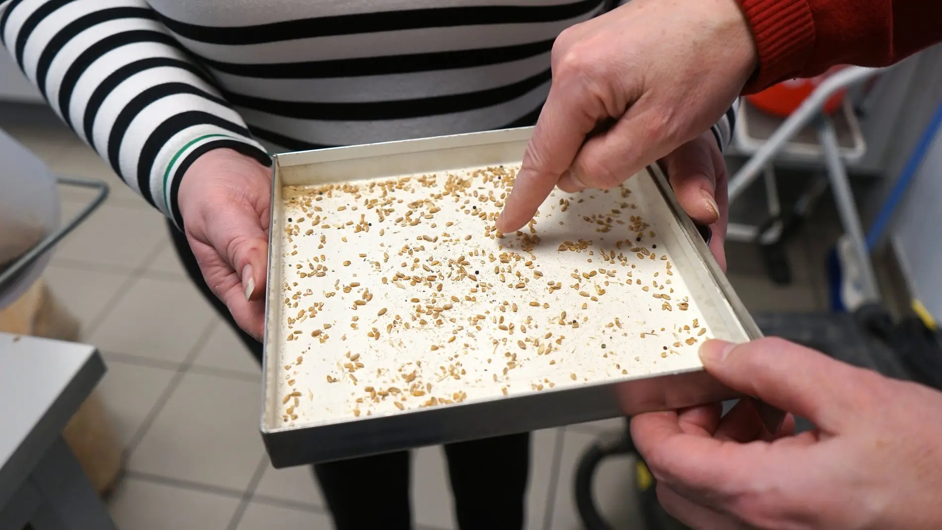 Erst Begutachtung des angelieferten Getreides